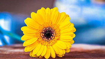 Flower wood macro, Gerbera , Nature's details, Floral close-up HD wallpaper