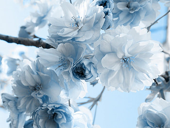 Plants, Flowers HD wallpaper