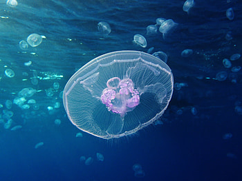 Stunning jellyfish, Majestic marine life, Breathtaking underwater graphy, Beautiful sea creatures HD wallpaper