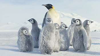 Penguin Fantastic Penguin K Ultra | | Pinterest | HD wallpaper