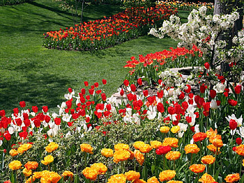 colorful-tulips, colorful, tulips HD wallpaper