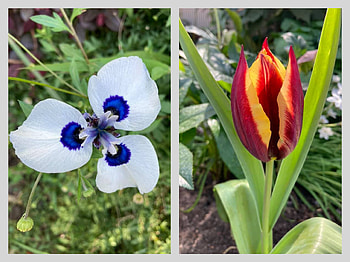 FLOWER COLLAGE, FLOWER, NATURE, COLLAGE HD wallpaper