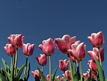 Pink Tulips, sky, stem, tulips, flower HD wallpaper