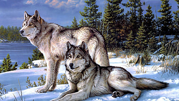 Wolves , px | PC Gallery HD wallpaper