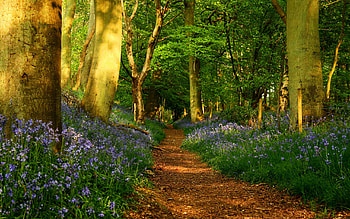 Landscape, Trees, Roads HD wallpaper