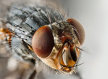 Macro, Eyes, Insect, Wings, Fly HD wallpaper