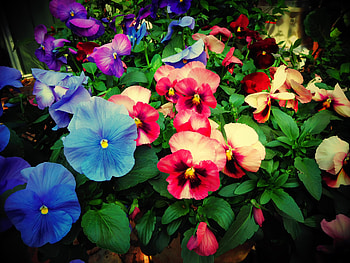 Pansies in the garden Spring, pansies, pretty, flowering, colours, Spring HD wallpaper