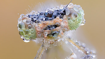 Dew, Dragonflies HD wallpaper