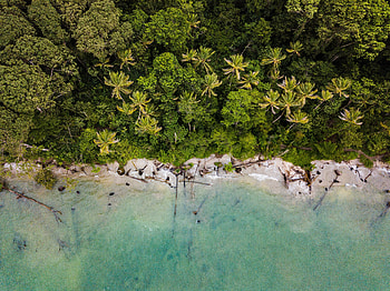 Palms, green coast, nature, aerial view HD wallpaper