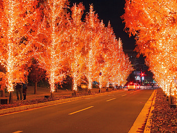 Fiery trees, night, graphy, lights, christmas, red, street, decorations, cool, amazing, new year HD wallpaper