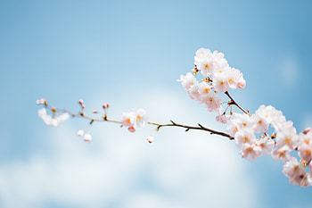 Flowers, Bloom, Flowering, Branch, Spring HD wallpaper