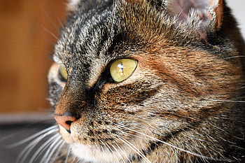Animals, Cat, Muzzle, Striped, Mustache, Moustache, Nose HD wallpaper