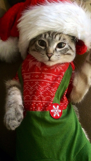 Cute Christmas, Cute Cat HD phone wallpaper