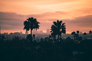 Capture the beauty of Los Angeles with palm silhouettes against a stunning sunset skyline. HD wallpaper