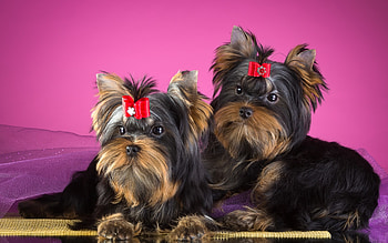 ღ❤ღ, dog, animal, cute, beautiful HD wallpaper
