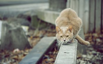 Animals, Cat, Bounce, Jump, Attention, Readiness, Preparedness, Attack HD wallpaper