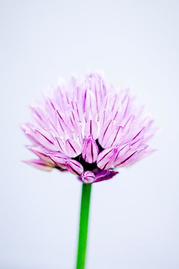 Detailed macro shot of a pink chive flower blossom against a soft background. HD phone wallpaper