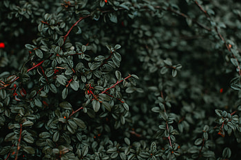 Bush, Plant, Macro, Wet, Branches HD wallpaper