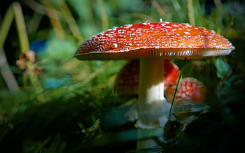 Amanita Mushroom, nature, mushroom, amanita, fungi HD wallpaper