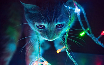 I adore Christmas, too!, sweet, lights, shine, christmas, cat, adorable, garland HD wallpaper