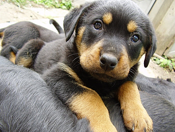 Animals, Dogs HD wallpaper