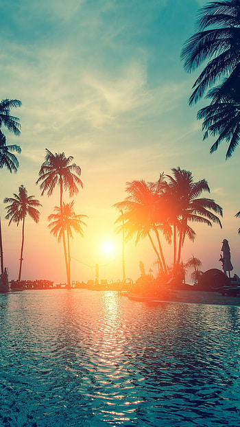 Tropical beach, Serene palm trees HD phone wallpaper