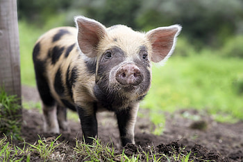 pig , Background beauty, Piggy adorableness, Enchanting snouts HD wallpaper