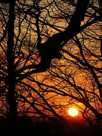 Sunset, Sun, Dark, Wood, Tree, Branches HD phone wallpaper