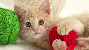 Animals, Kitty, Kitten, Playful, Kid, Tot, Clew HD wallpaper