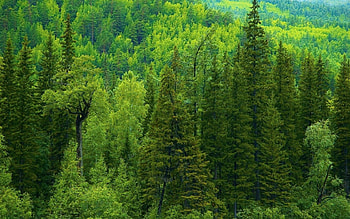 Nature, Trees, Conifers, Coniferous, Forest, Siberia HD wallpaper