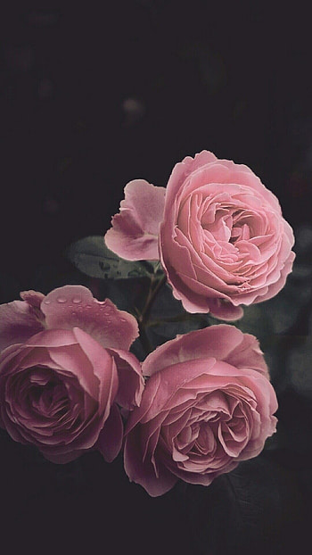 Rose Aesthetic, Pink HD phone wallpaper