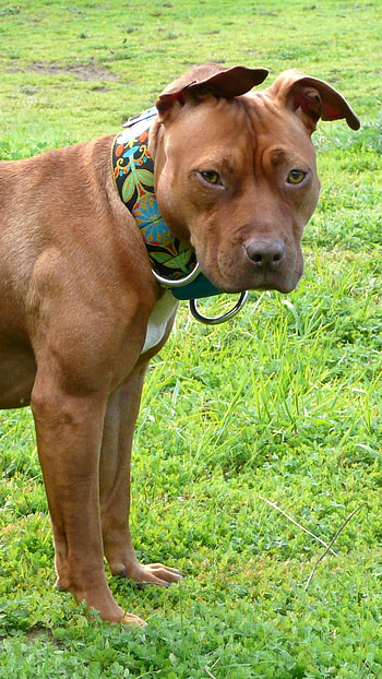 American Bully, Good Natured, dog breeds HD phone wallpaper