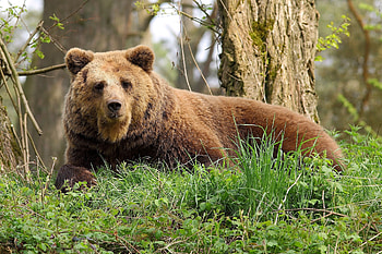 Animals, Grass, Forest, To Lie Down, Lie, Bear HD wallpaper