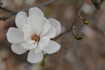 Flower, Macro, Bud, Blur, Smooth HD wallpaper