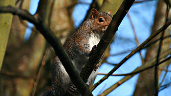 Animals, Squirrel, Branches, Claws HD wallpaper