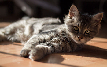 Animals, Sun, Cat, Kitty, Kitten, Floor, Lying HD wallpaper