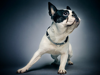 Boston Terrier, dogs, behance HD wallpaper
