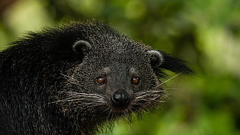 Rare animals in China, Binturong species, CGTN HD wallpaper