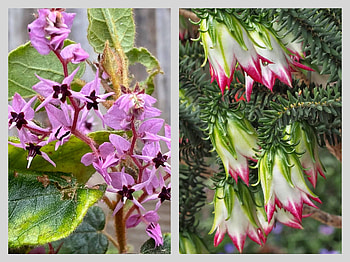 FLOWER COLLAGE, FLOWER, NATURE, COLLAGE HD wallpaper