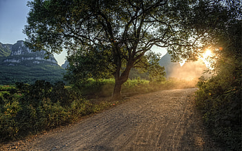 Nature, Trees, Sun, Dawn, Shine, Light, Road, Path, Morning, Country, Way, Countryside, Awakening HD wallpaper