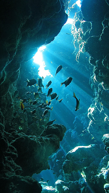 Ocean, Fishes HD phone wallpaper