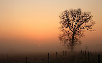 Nature, Dawn, Wood, Road, Tree, Fog, Haze, Pillars, Columns HD wallpaper