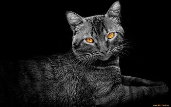 Animals, Cats, Art HD wallpaper