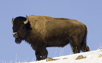 American bison in ultra , Exceptional bison , Breathtaking buffalo , Detailed buffalo representation HD wallpaper
