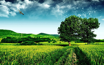 Nature, Grass, Road, Path HD wallpaper