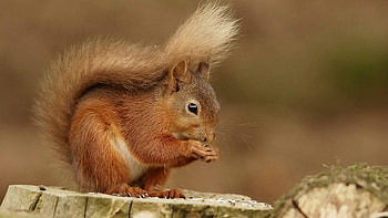 Eating, Squirrels HD wallpaper