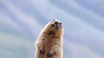 Marmot, teeth, animal, nature HD wallpaper