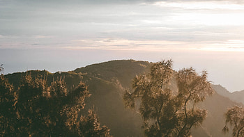 Nature, Trees, Sky, Fog, Hill HD wallpaper