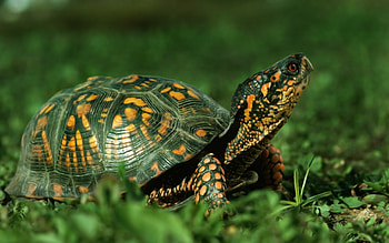 Eastern box turtle, Turtles HD wallpaper
