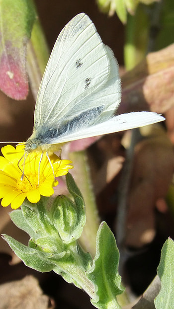 White Butterfly, Yellow Flower HD phone wallpaper